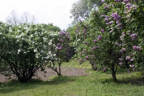 Сирень какое дерево