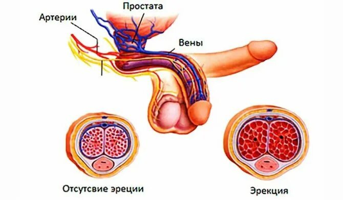 Половому Члену
