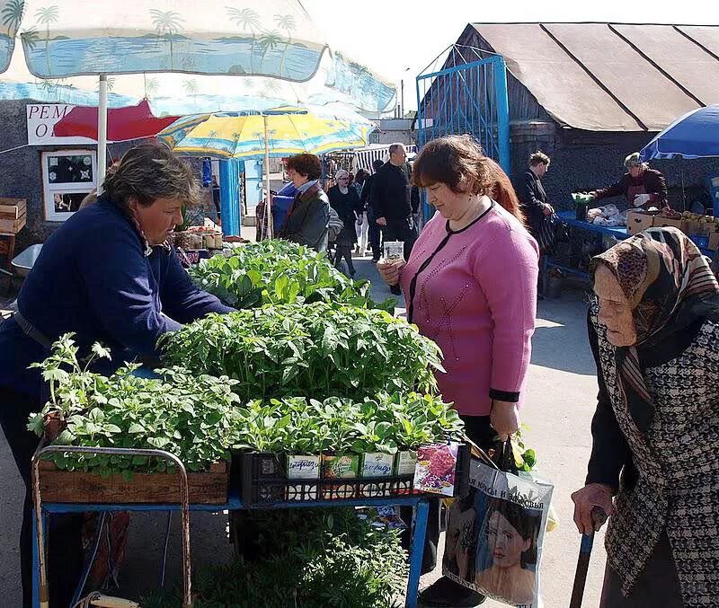 Можно продавать рассаду