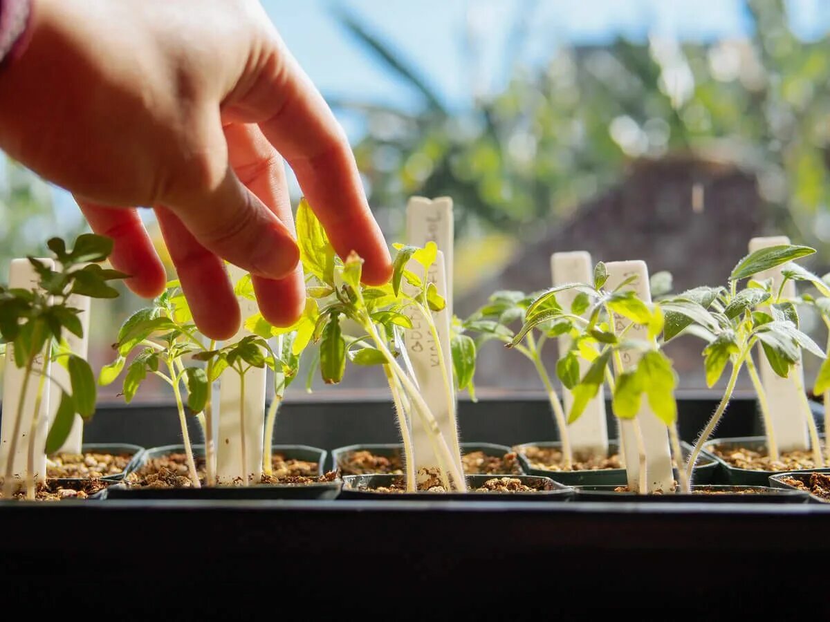 Lets plant. Рассада. Закалка рассады. Рассада овощей. Рассада томатов.