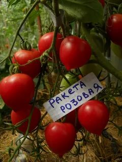 Томаты с носиком