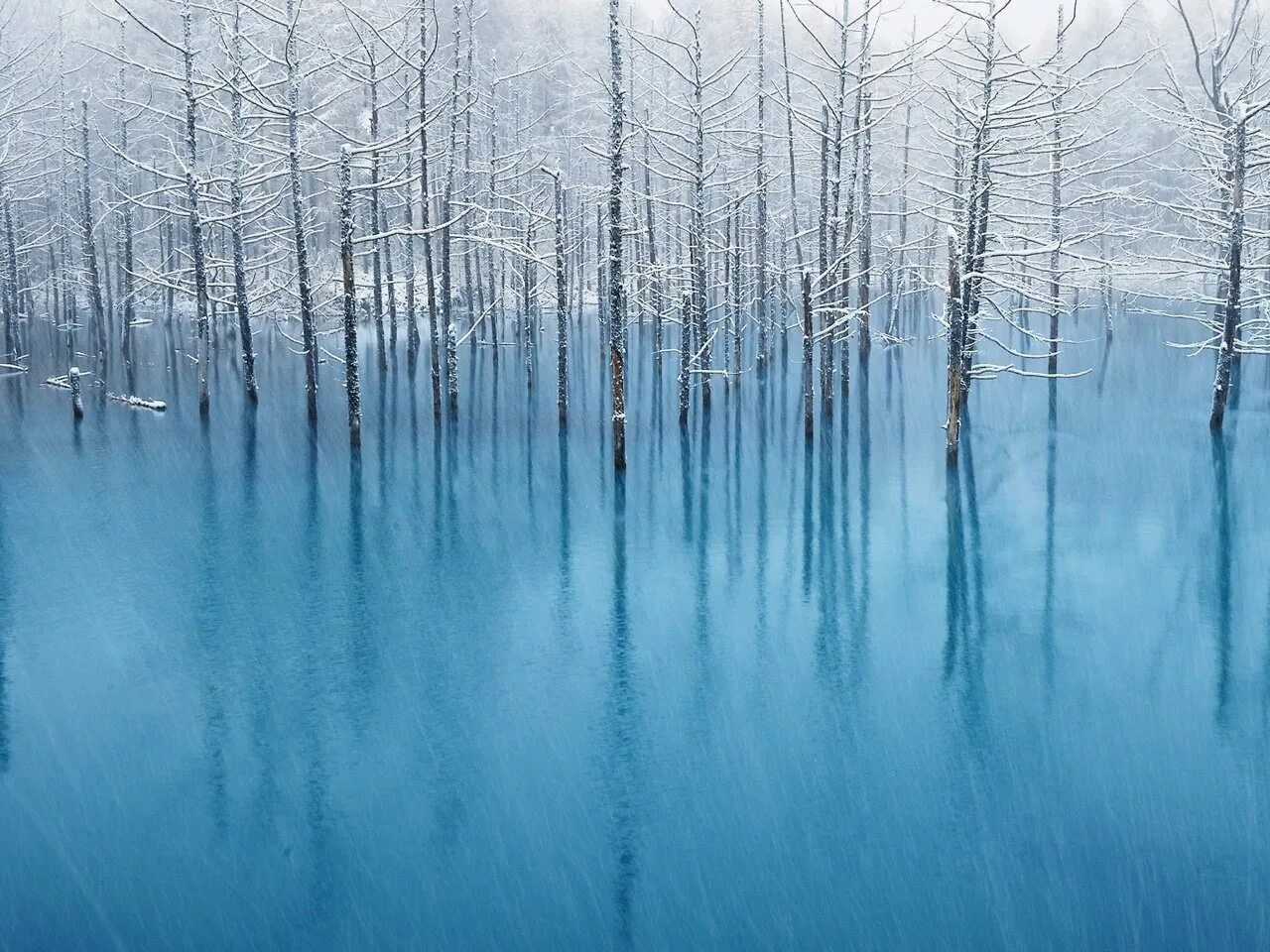 Деревья смотрят в воду. Озеро Хоккайдо Япония. Отражение леса в воде. Ледяной лес. Ледяной пейзаж.