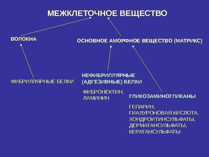 Межклеточное вещество находится