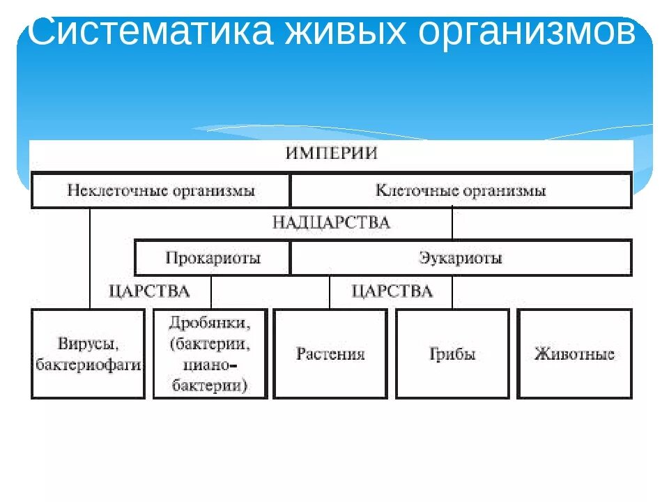 Основные группы царства. В современной классификации живых организмов выделяют царства:. Классификация живых организмов таблица. Таблица классификация живых организмов биология.