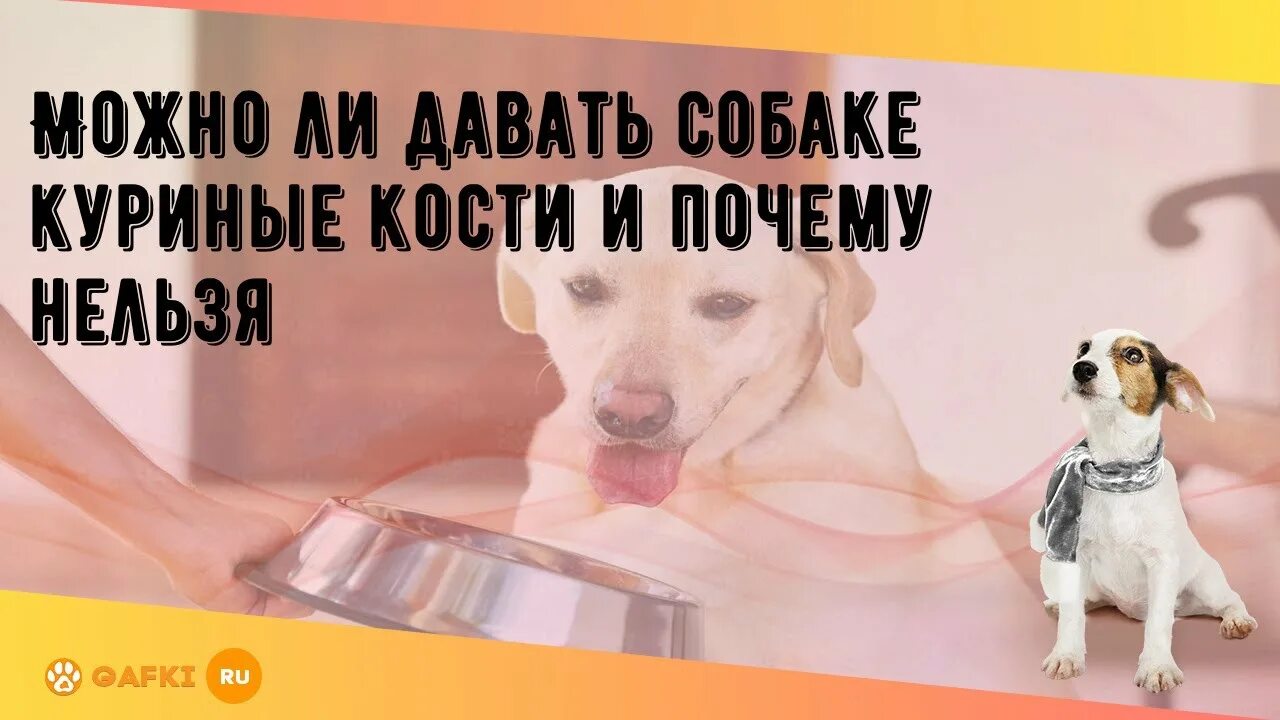 Кости для собак: можно ли давать щенкам и какие - YouTube