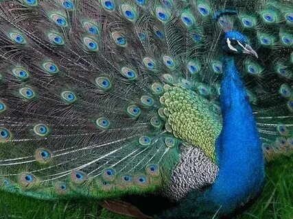 As happy as a peacock