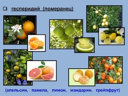 Апельсин это плод растения