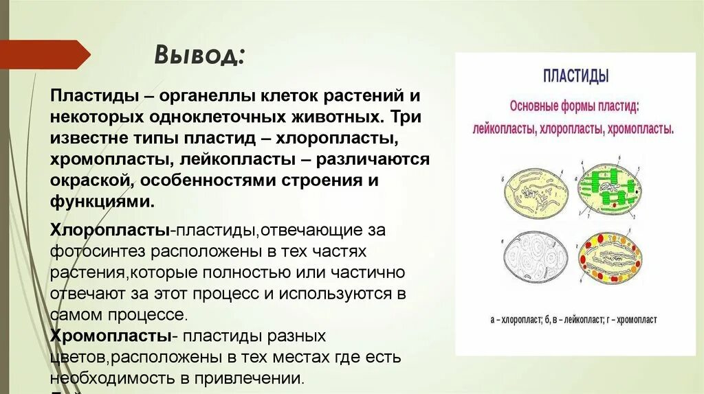 Пластиды хлоропласт хромопласт лейкопласт. Пластиды. Виды пластид. Пластиды высших растений. Лабораторная работа пластиды.