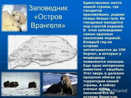 Остров врангеля описание