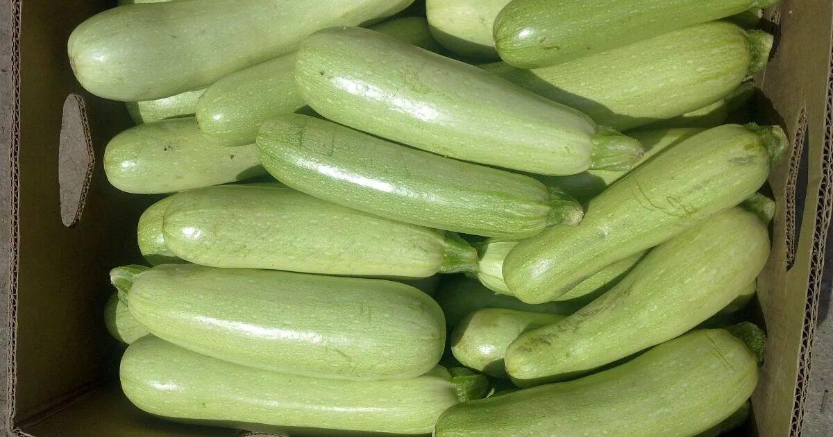 На Кубани забраковали партию турецких кабачков - Кубанские новости