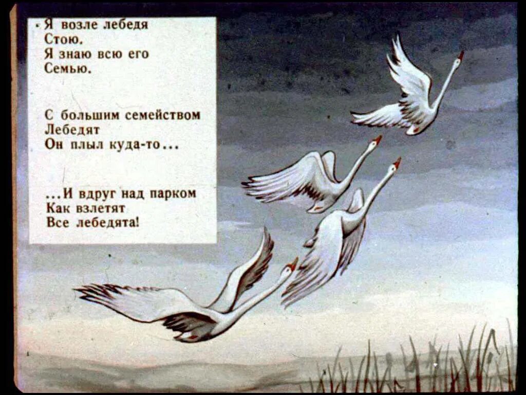 Стих про лебедя. Лебеди стихи поэтов. Лебеди стихи поэтов. Лебединая верность стихи. Лебеди стихи поэтов.