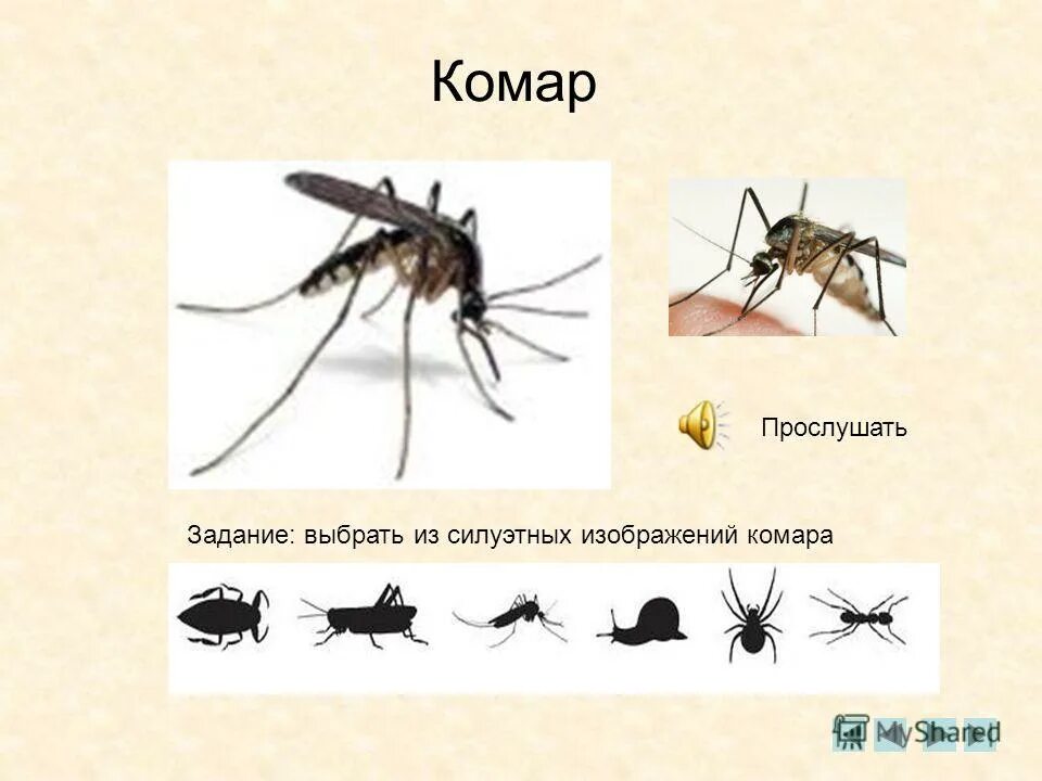 Комар группа насекомых. Комар задание. комар карточка для детей. комар дидактический материал. комар окружающий мир 3 класс.