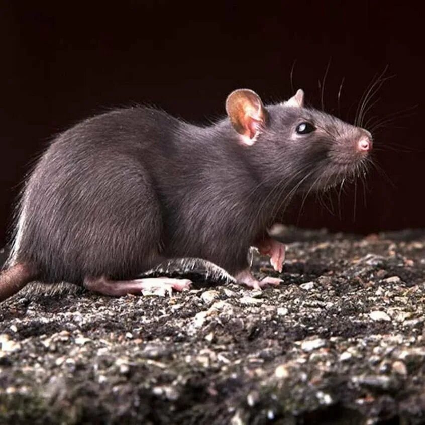 Видеть во живых мышей. Серая крыса Пасюк. Rattus Rattus чёрная крыса. Серая большая крыса Пасюк. Крыса серая Пасюк и крыса черная.