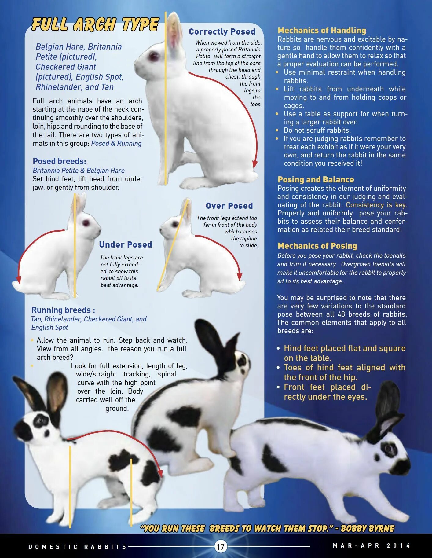 Rabbit type. English spot rabbit. rabbit of the french ram breed.