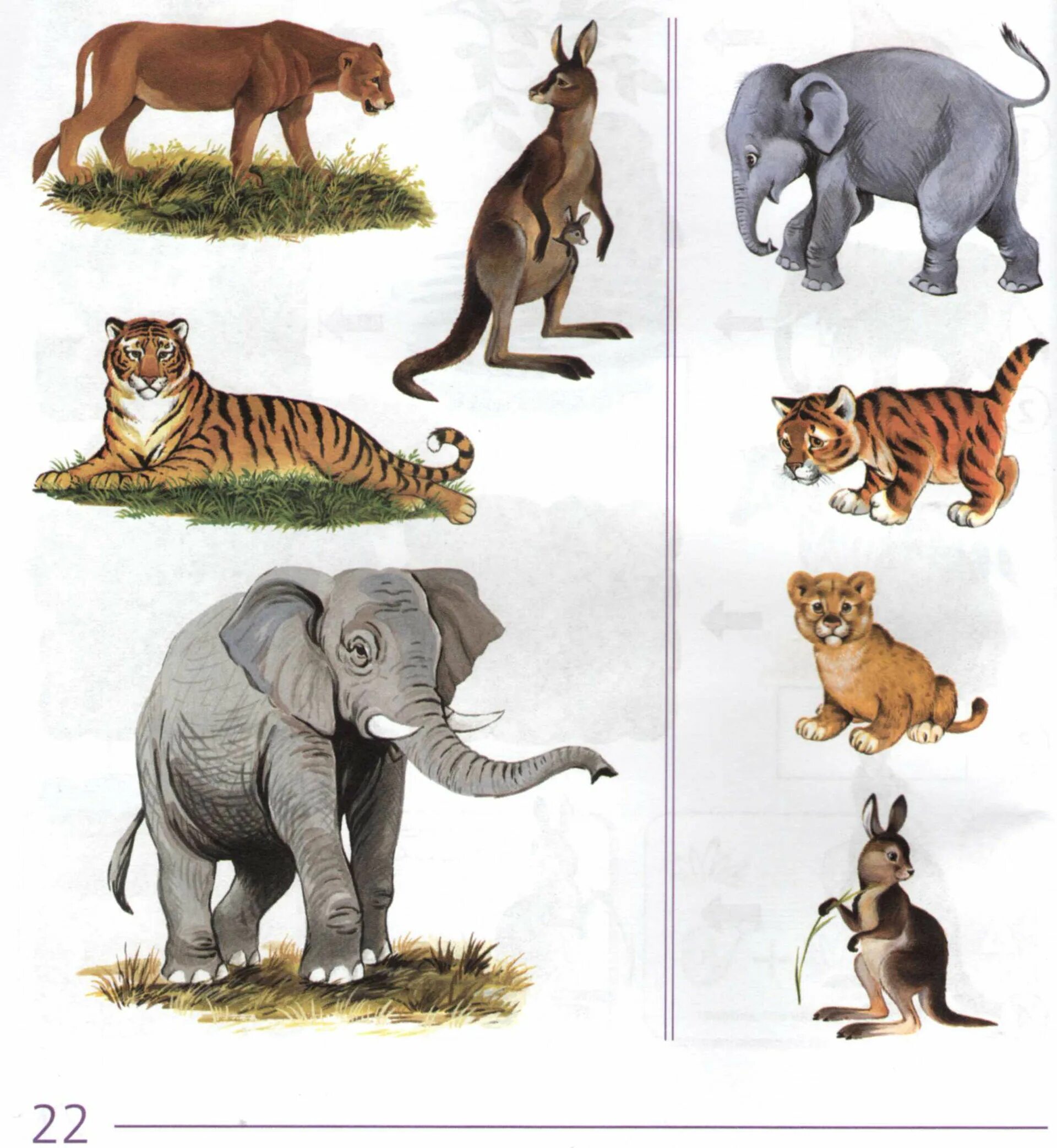 лесные животные для малышей. лесные животные для детей. 4 лишний животные. найдите картинки диких животных. лесные обитатели для детей.