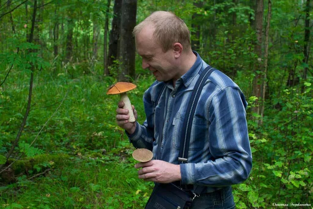 Шагая по лесу опытный грибник егэ