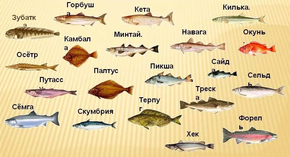 Название типа. Виды рыб. название рыб. морская рыба список. все виды морских рыб.