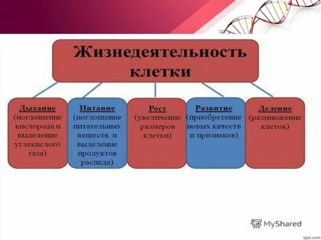 Процессы жизнедеятельности клетки 5 класс. Жизнедеятельность клетки таблица. Процессы жизнедеятельности клетки 6 класс. Процессы жизнедеятельности клетки таблица.