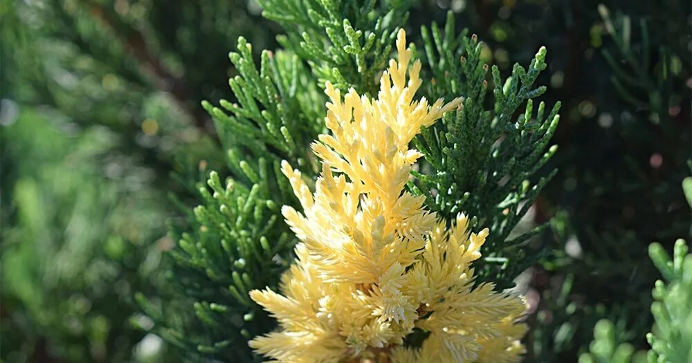 Juniperus chinensis. Можжевельник экспанса вариегата. juniperus chinensis expansa variegata. можжевельник китайский экспанса. можжевельник китайский вариегата.