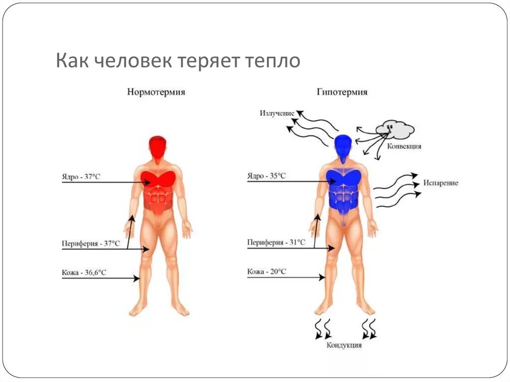 Температура тела после физических нагрузок. Температура тела. Температура тела низкая и высокая. Понижение температуры тела человека. Температура человеческого тела.