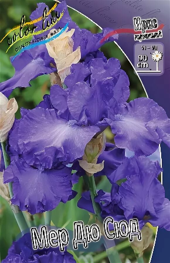 Iris 1 16 1
