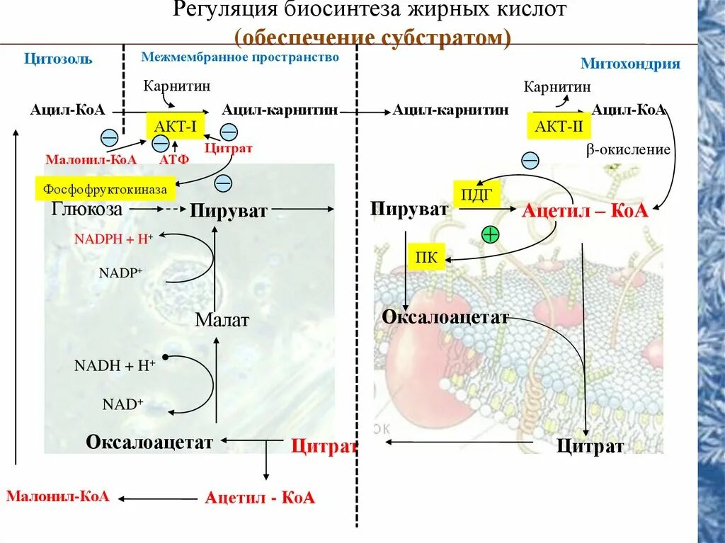 Окисление в биосинтезе. Регуляция биосинтеза жирных кислот. Синтез высших жирных кислот регуляция синтеза. Регуляторные ферменты биосинтеза жирных кислот. Субстратная и гормональная регуляция биосинтеза жирных кислот.