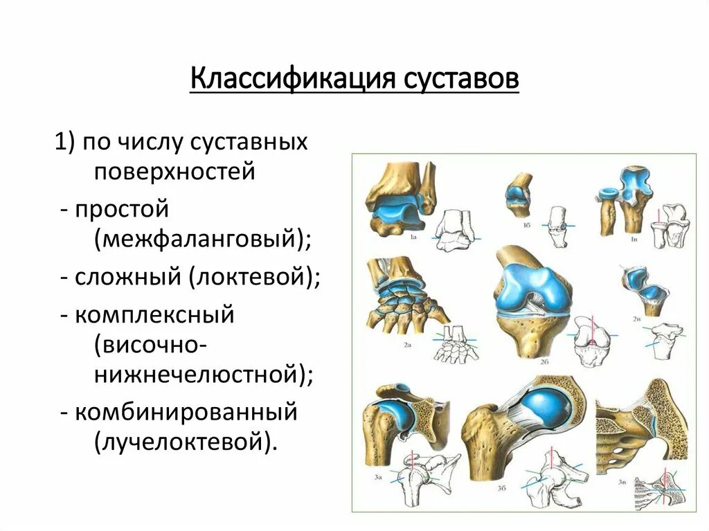 Классификация суставов таблица. Классификация суставов анатомия человека. Классификация суставов по форме. Классификация суставов по осям движения.