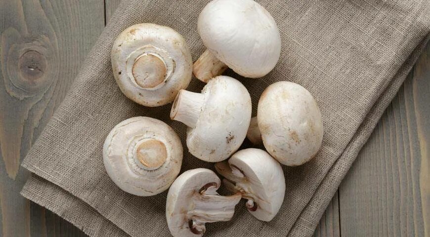 Три шампиньона. Шампиньон полевой. Шампиньоны на белом фоне. Три шампиньона. Сообщение о грибе шампиньон.