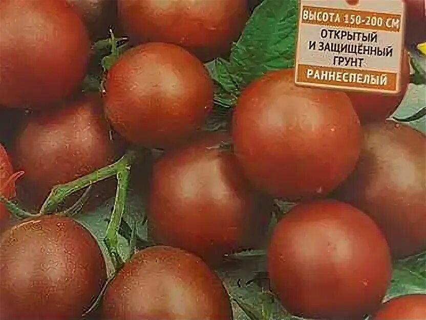 Томаты черного цвета сорта