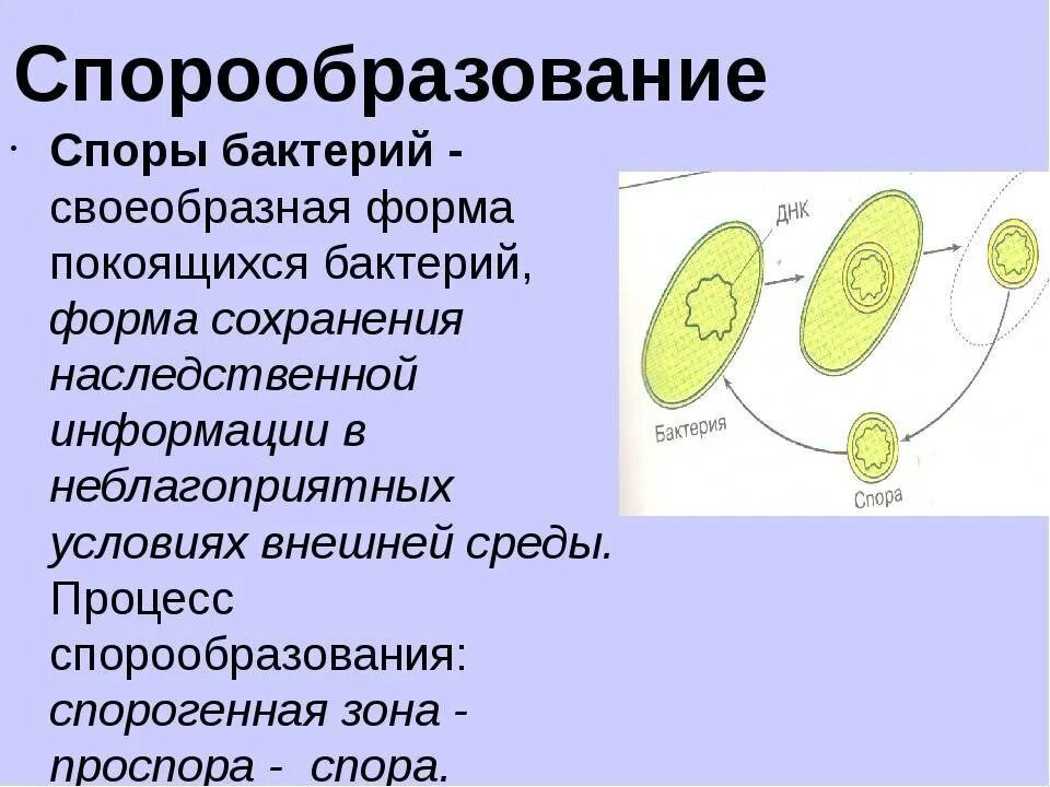 Спора у бактерий выполняет функцию. Процесс образования спор у бактерий. Спорообразование клетки бактерий. Спорообразование бактерий микробиология. Этапы процесса спорообразования у бактерий.