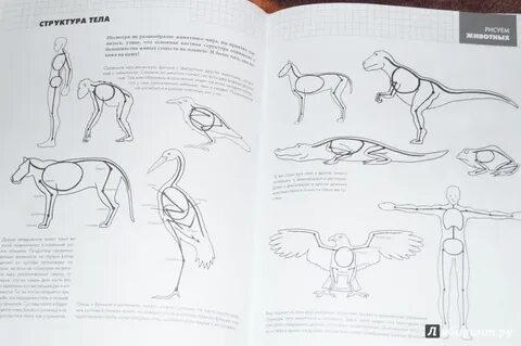 Курс начни рисовать