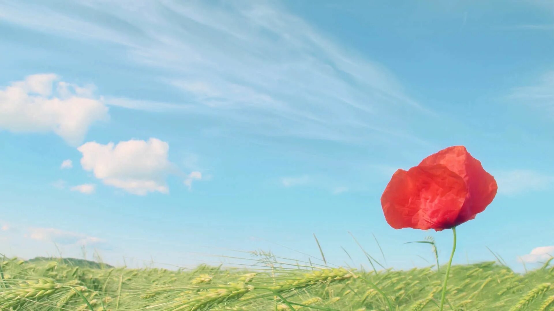 Лето красное 9. Фон с маками. Маковое поле. Одинокий цветок. Красные цветы на фоне неба.