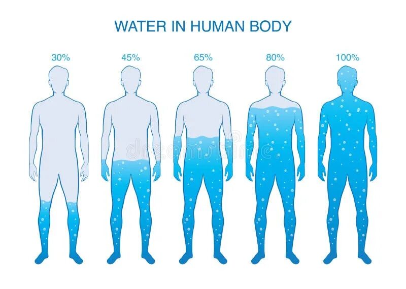 Тело насколько. Вода и человек. Процент воды в человеке. Человек состоит из воды. Организм человека состоит из воды.
