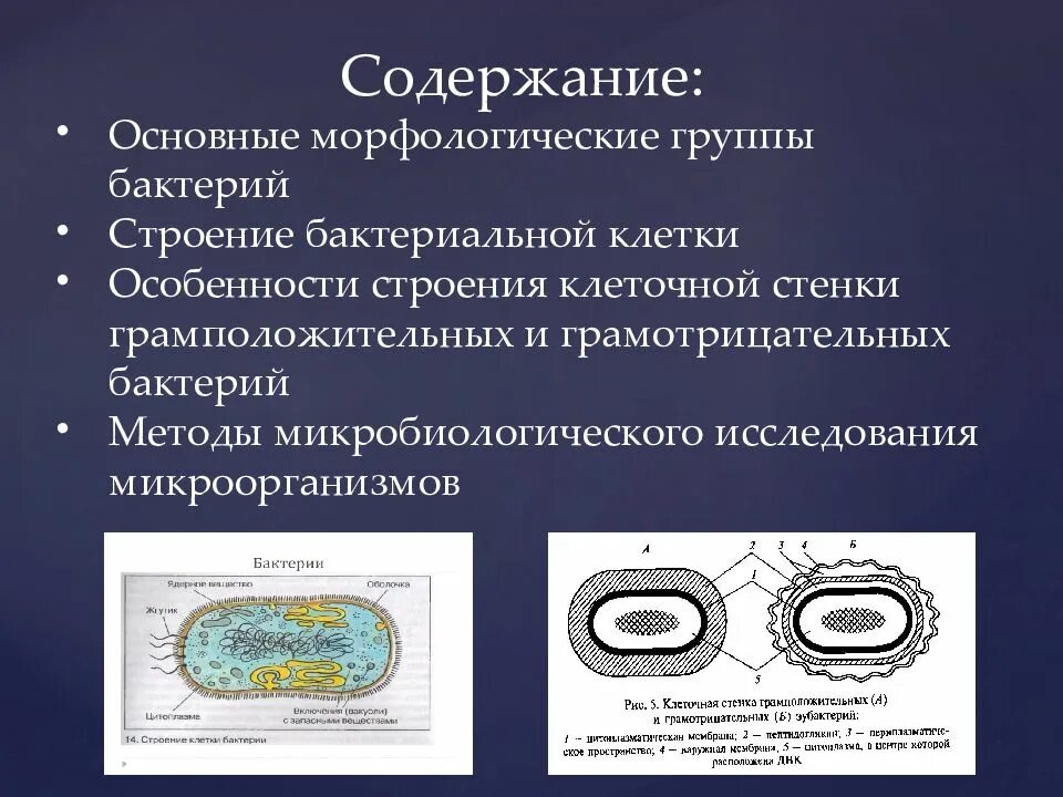 Клеточная стенка клетки особенности строения. Клеточная стенка грамотрицательных бактерий эндотоксин. Строение клетки бактерий микробиология. Строение клеточной стенки бактерий микробиология. Строение клеточной стенки бактериальной клетки.