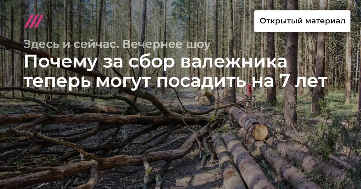 Какие валежник можно собирать. Валежник запретили собирать?. штраф за сбор валежника. валежник в красноярском крае. сбор недревесных лесных ресурсов.