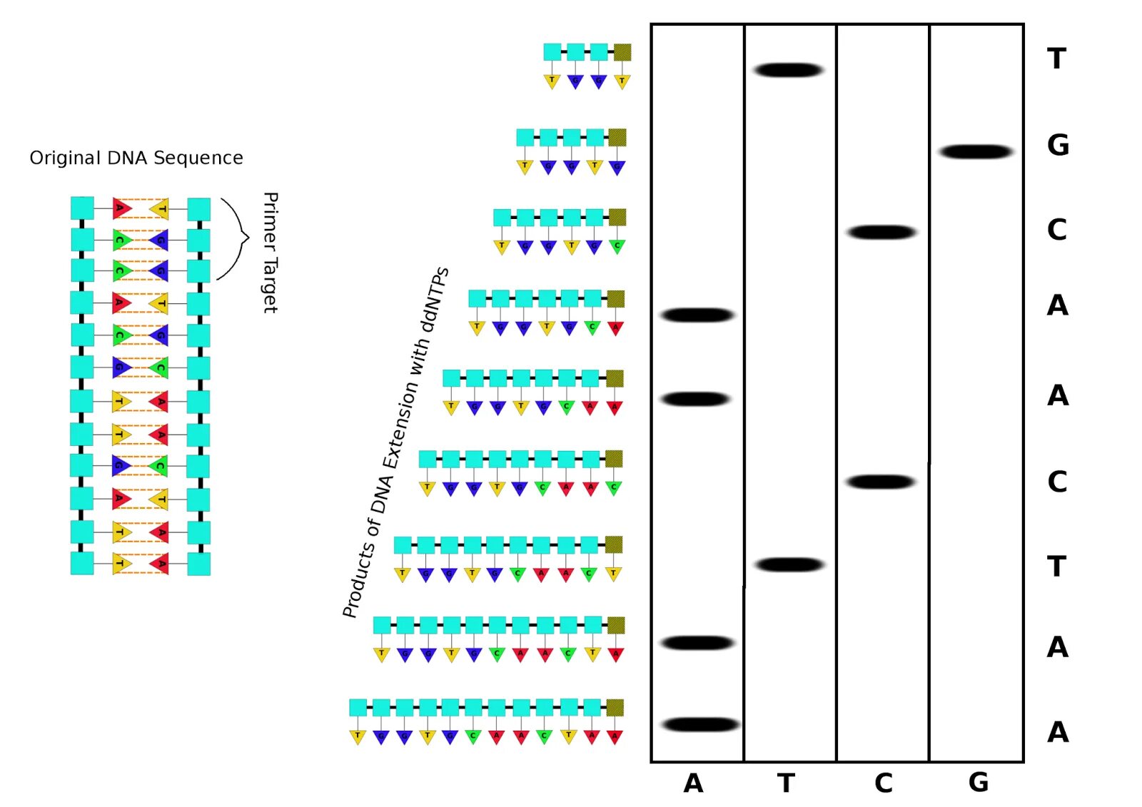 Метод секвенирования днк. Сэнгер секвенирование. Секвенирование ДНК по методу Сэнгера. Секвенирование ДНК схема. Секвенирование методом обрыва цепи.