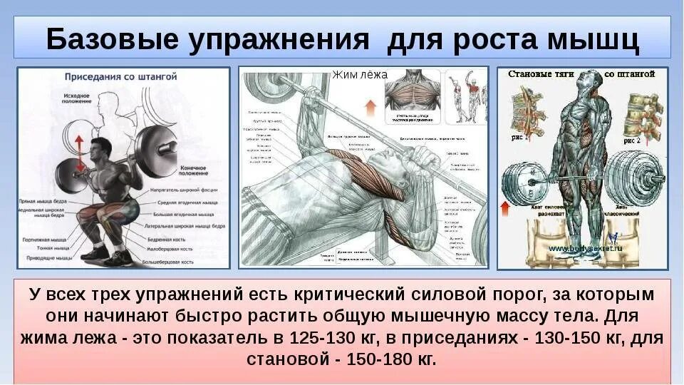 План качка. Базовые упражнения. Упражнения для роста мышечной массы. Базовые упражнения на мышцы. Основное упражнение на массу мышц.