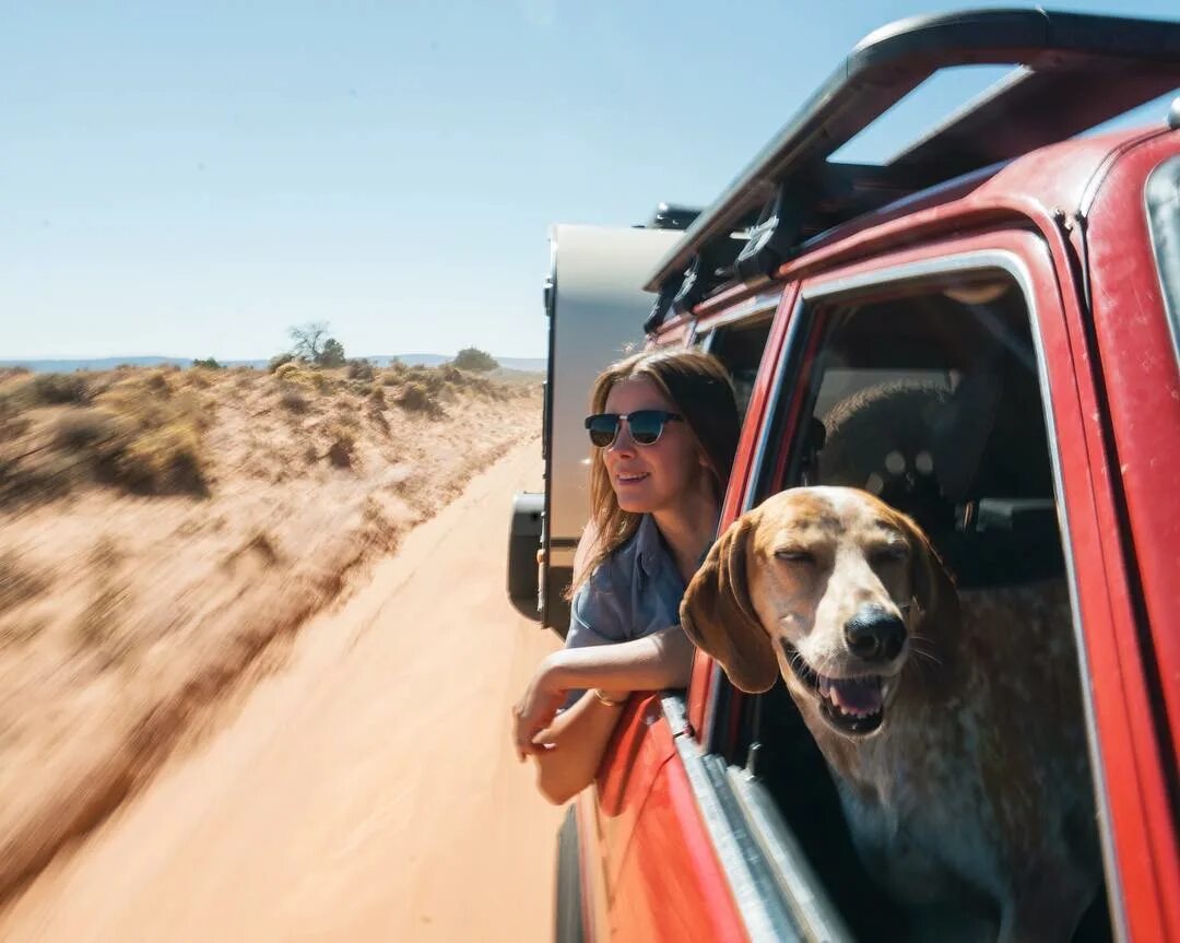 Как путешествовать с коровой. Путешествие с собакой. Путешествие с собакой на машине. Собака путешественница. Путешествие с питомцем.