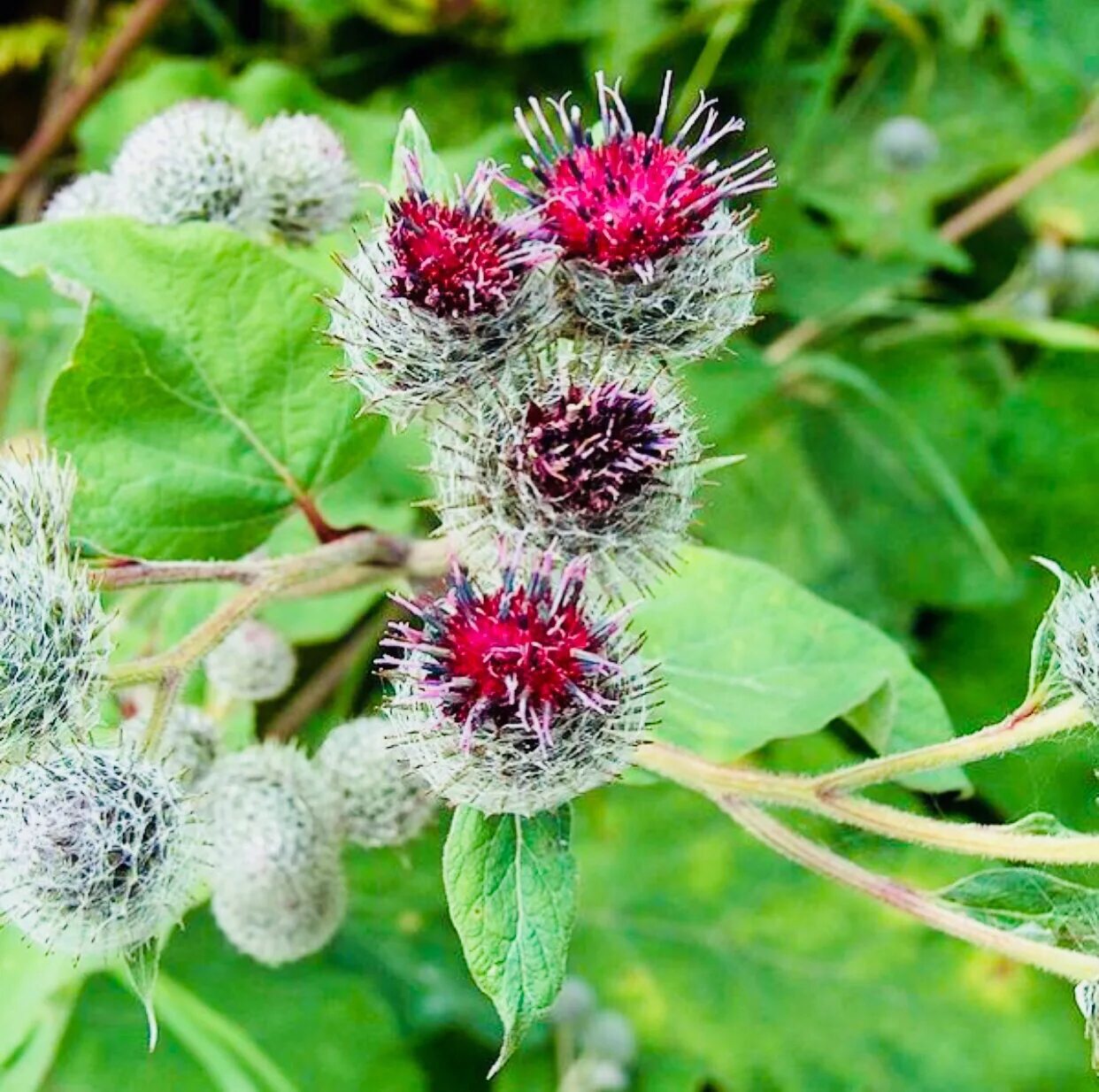 Красный лопух. Репей лопух. Лопух паутинистый репейник. Arctium tomentosum. Лопух большой Arctium Lappa.