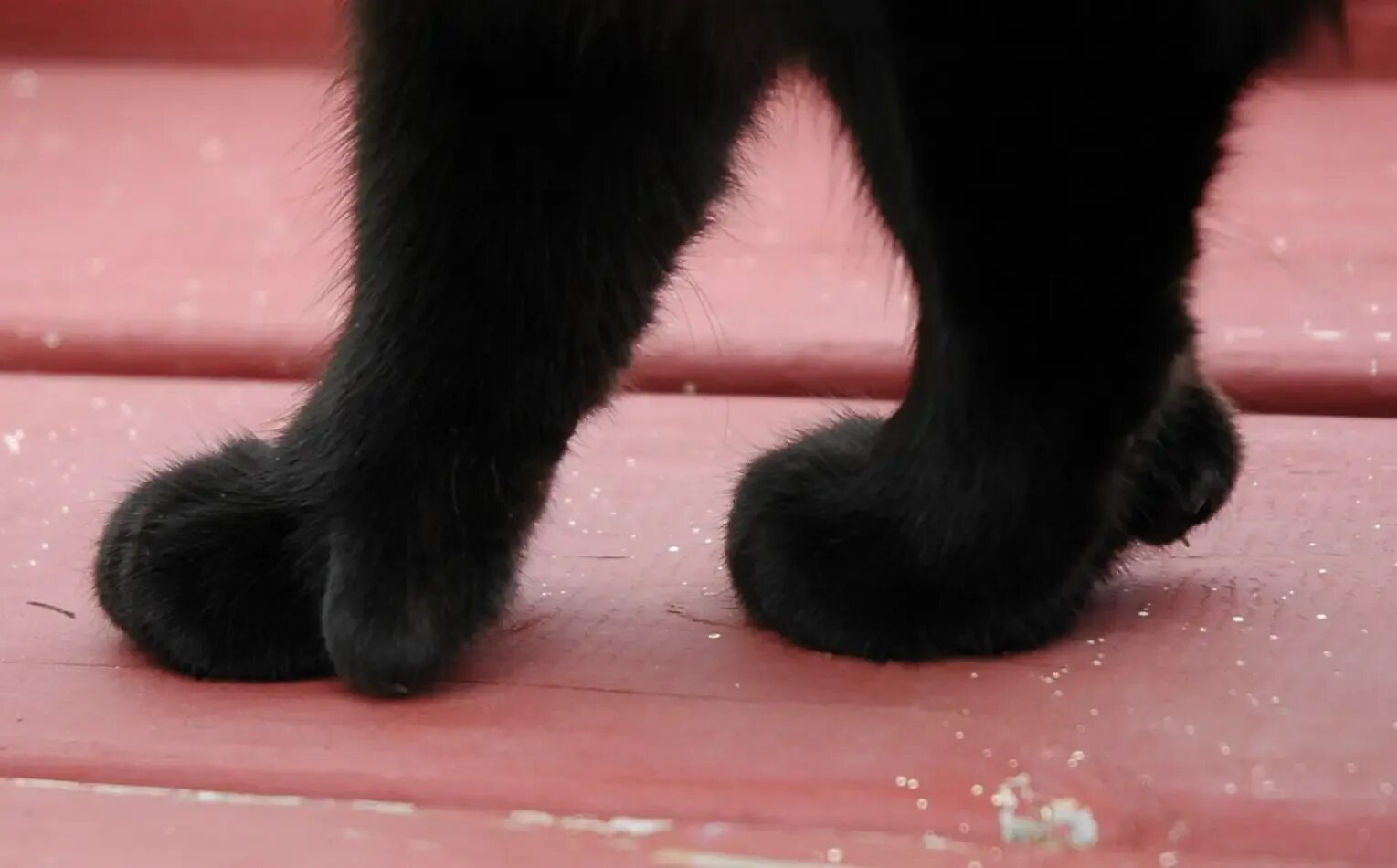 Видели лапки. Лапка кота. Черные кошачьи лапки. Кошачья лапа. Лапа черного кота.