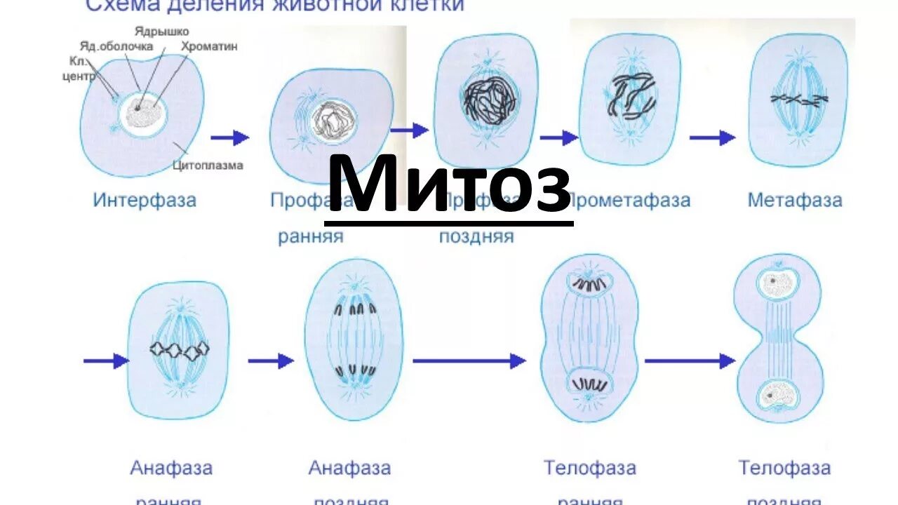 Изучение фаз митоза на фиксированном препарате метод. Фазы деления клетки митоз. Процесс митотического деления клетки. Фазы деления митоза. Митоз профаза метафаза анафаза телофаза.