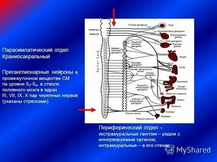 Преганглионарные волокна спинного мозга образованы