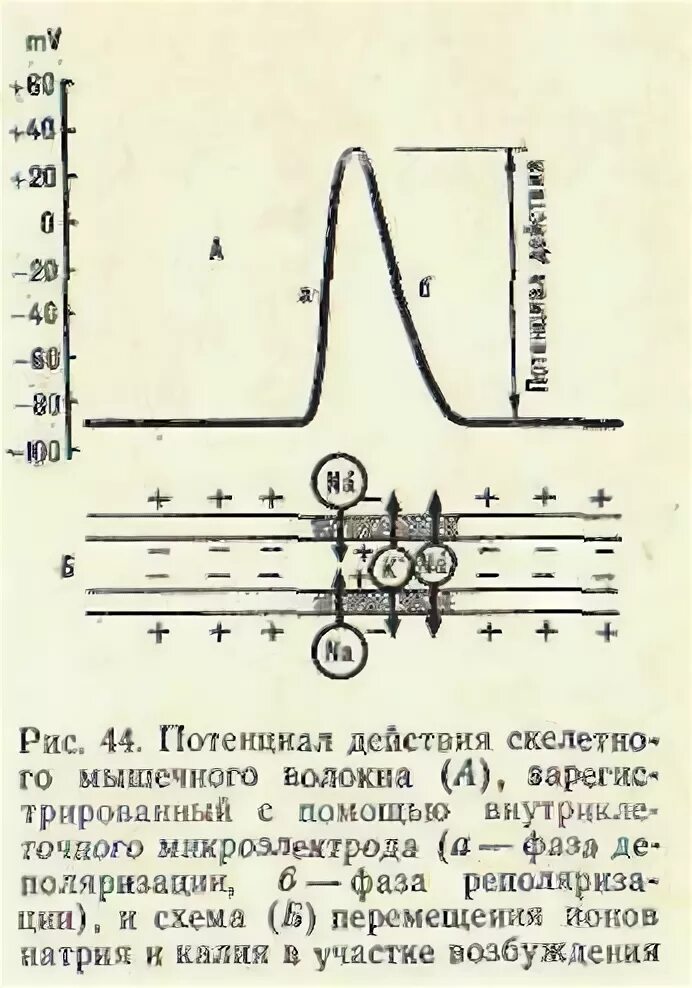 График потенциала действия скелетного мышечного волокна. Фазы потенциала действия мышечного волокна. Потенциал действия мышцы. Мембранный потенциал скелетной мышцы. Кривая потенциала действия гладкой мышцы.