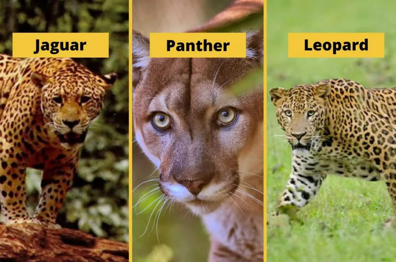 Ягуар гепард и леопард различия. Гепард леопард Ягуар. Гепард и леопард и Ягуар и пантера. Тигр леопард гепард Ягуар. Чем отличается леопард от ягуара