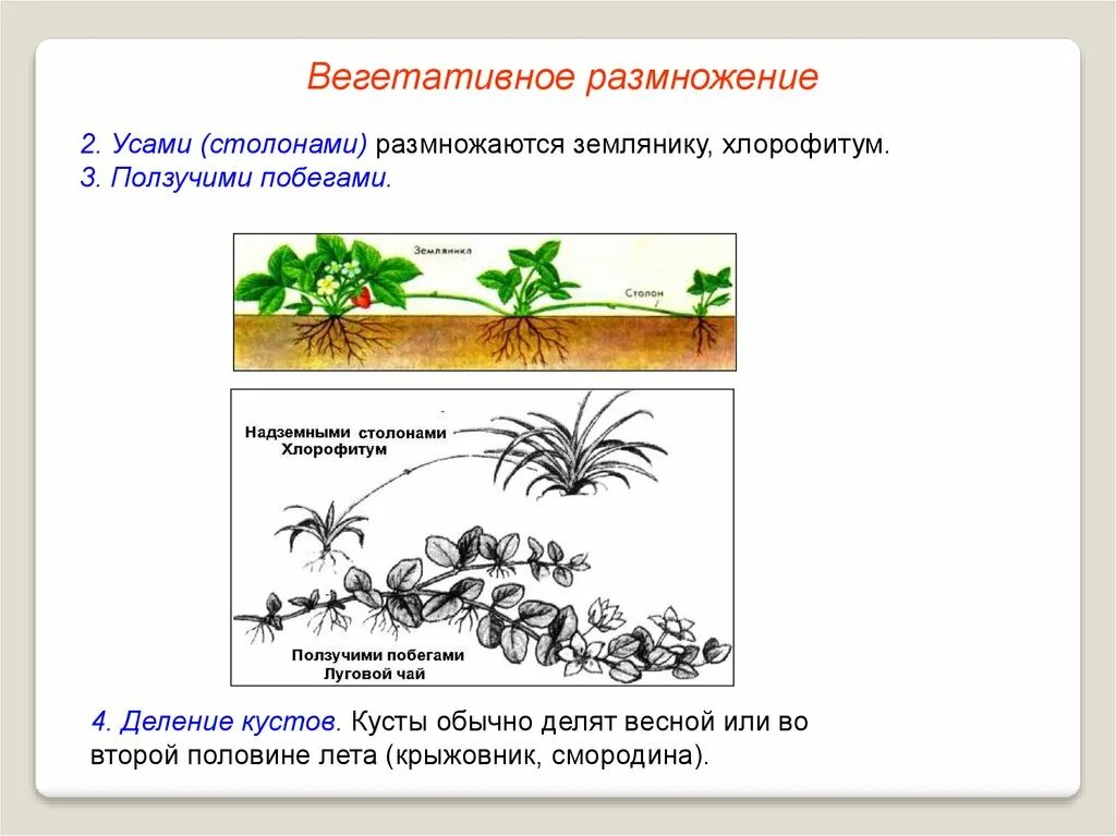 Земляника Лесная вегетативное размножение. Способ вегетативного размножения клубники. Размножение земляники усиками вегетативное. Земляника способ вегетативного размножения растений. Вегетативное размножение растений 6 класс лабораторная работа