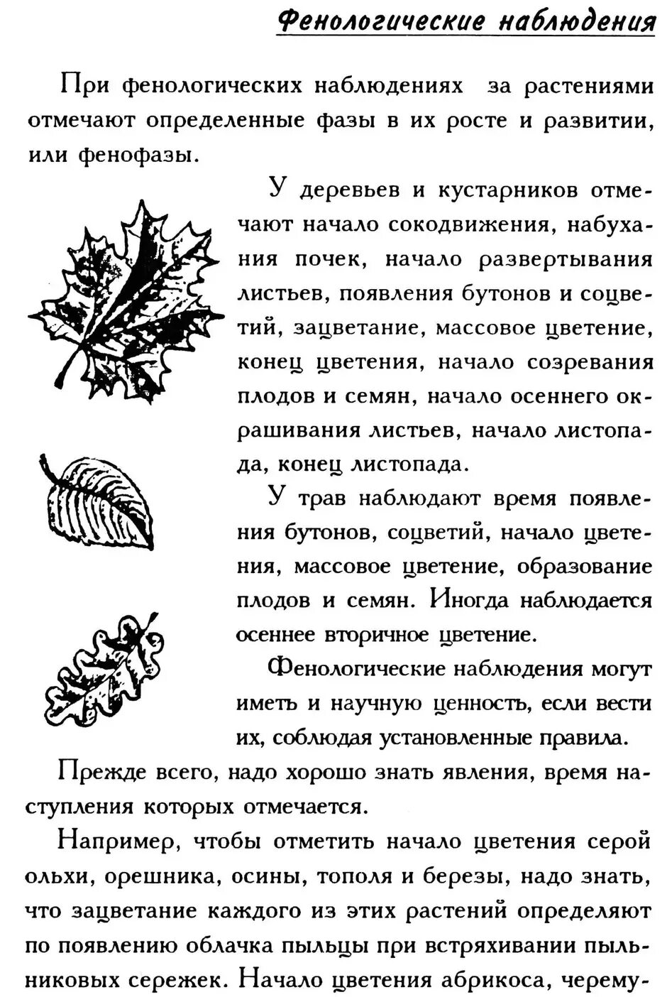 Фенологические в жизни растений. Фенологические наблюдения за растениями осенью. Феналологические наблюдения. Фенологические наблюдения в природе осенью. Фенологические наблюдения в природе осенью 5 класс.