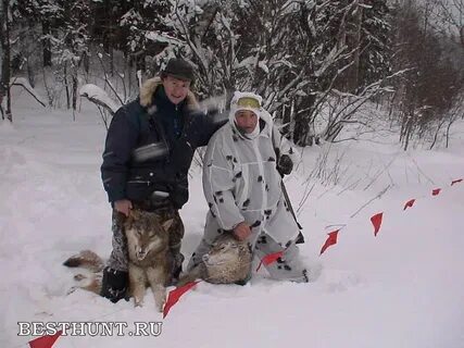 Правила охоты на волка