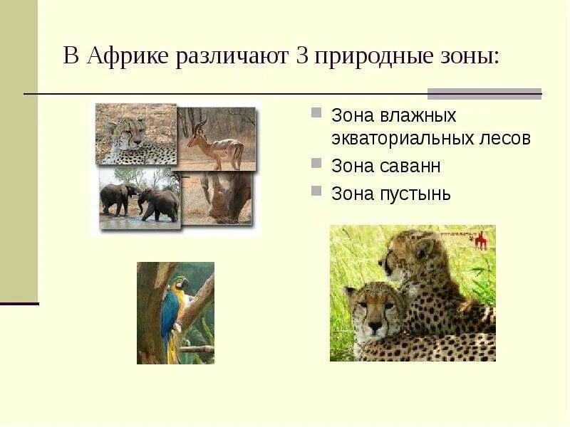 Природные зоны африки влажные экваториальные леса. Зона влажных экваториальных лесов животные. Природная зона экваториальных лесов. Африка зона влажных экваториальных лесов. Экваториальные леса животные.