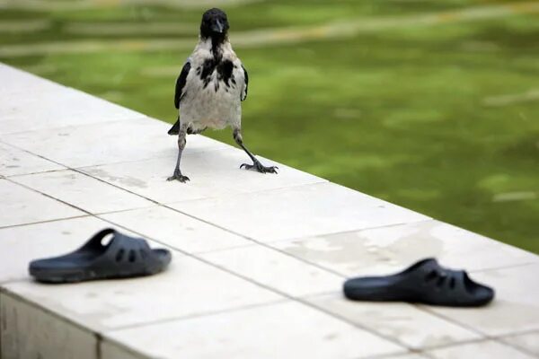 Ворона анимационная. Походка вороны. Фото вороны характер. Ворона смешная походка. Ворон летит.