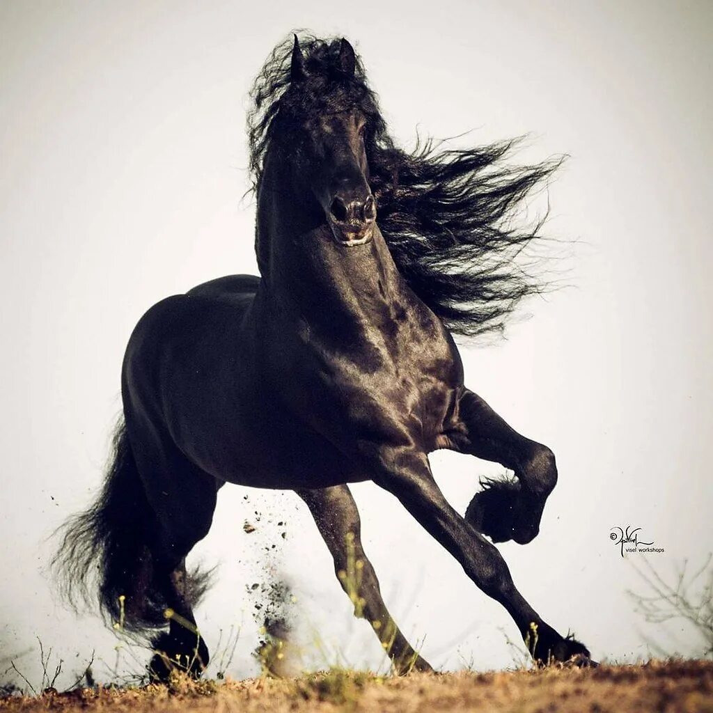 Черный конь скачет. Вороной Мустанг иноходец. Вороная Фризская лошадь. Лошадь Мустанг иноходец. Пегая Фризская лошадь.